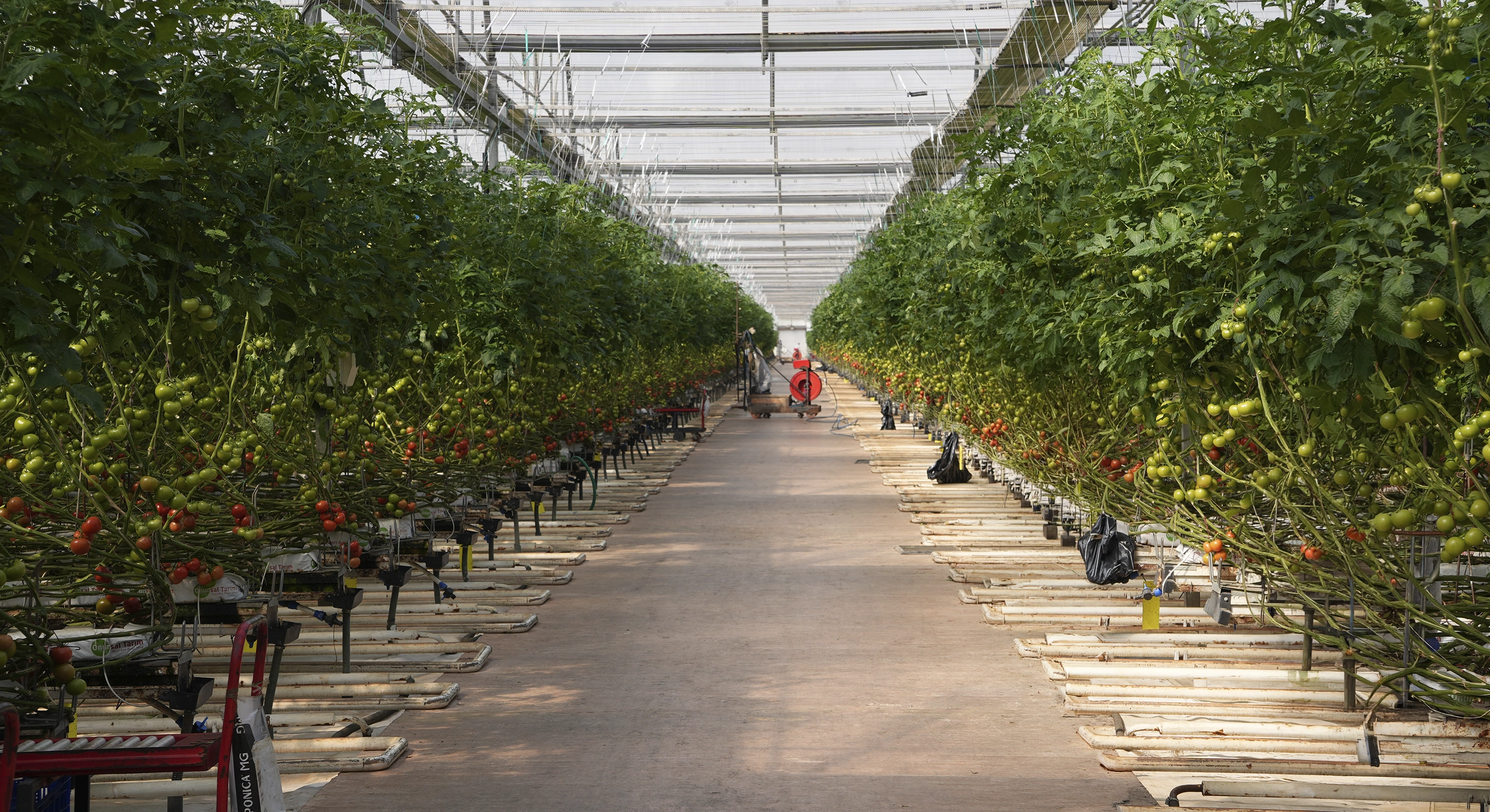Venlo Cam Sera — Antalya, 12.000 m² Domates Serası